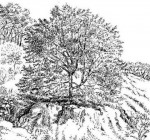 Trema orientale