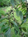 Trema orientale
