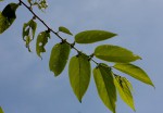 Trema orientale