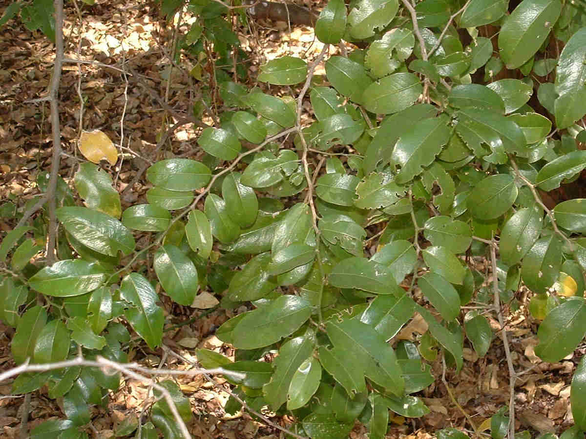 Chaetachme aristata