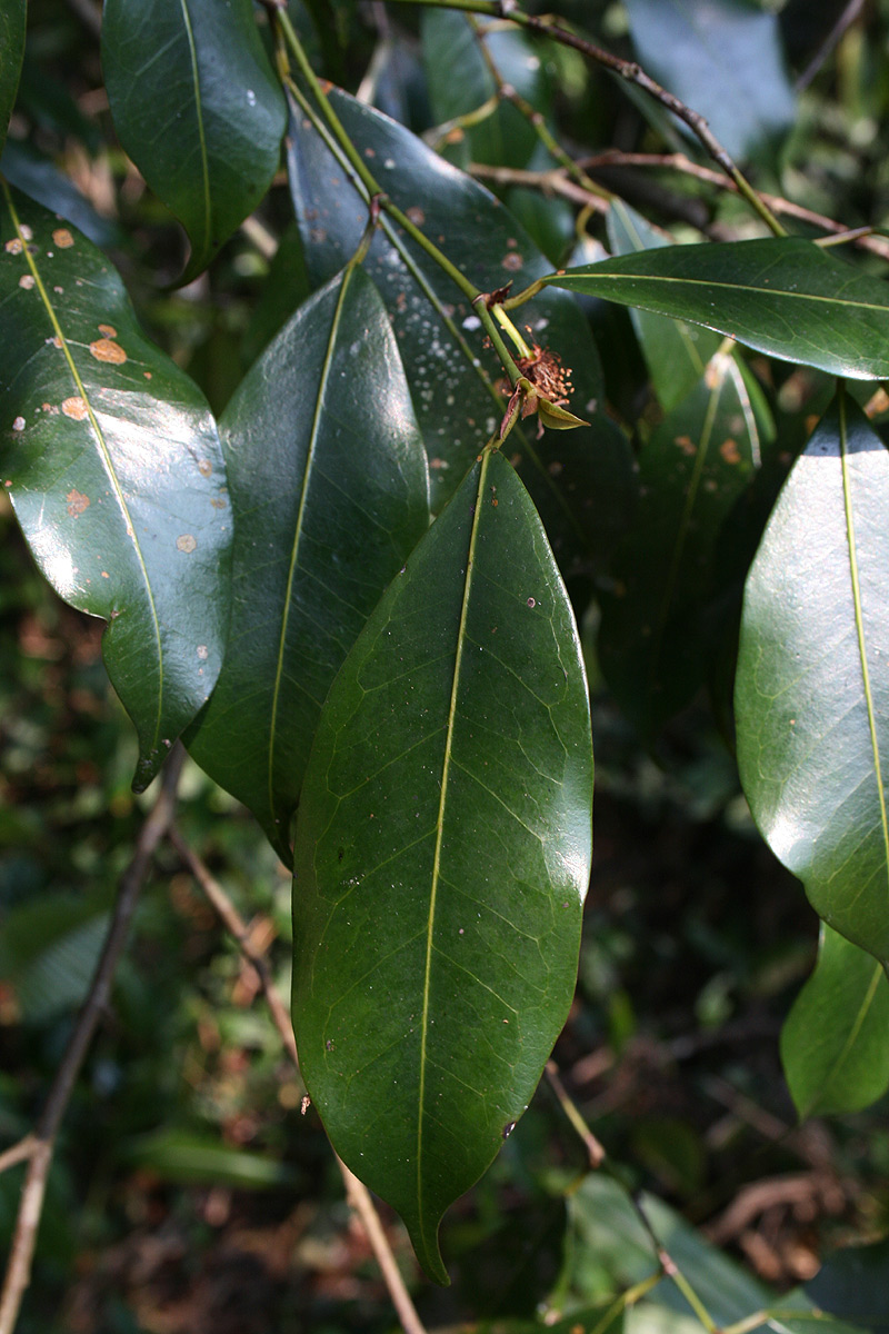 Trilepisium madagascariense Trilepisium madagascariense