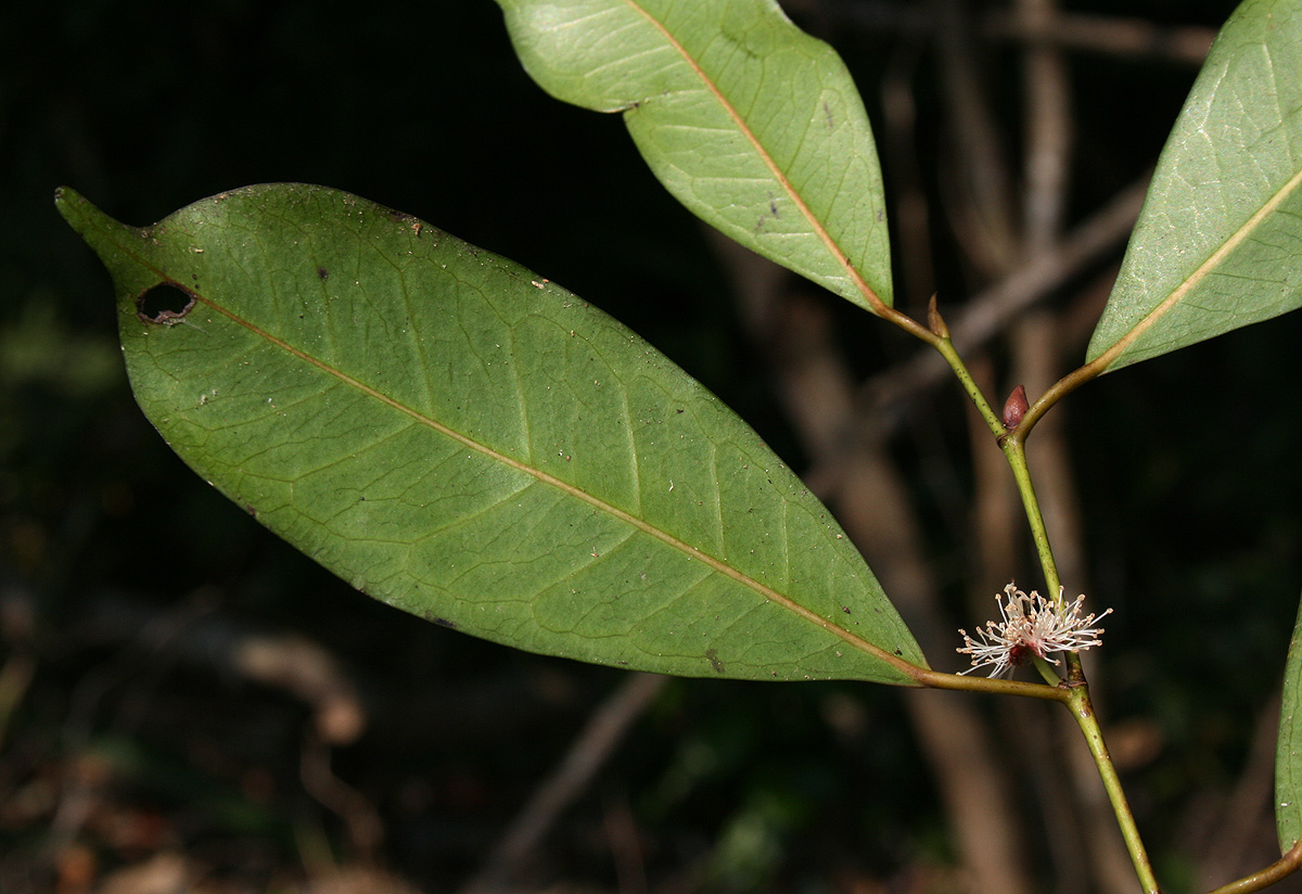 Trilepisium madagascariense Trilepisium madagascariense