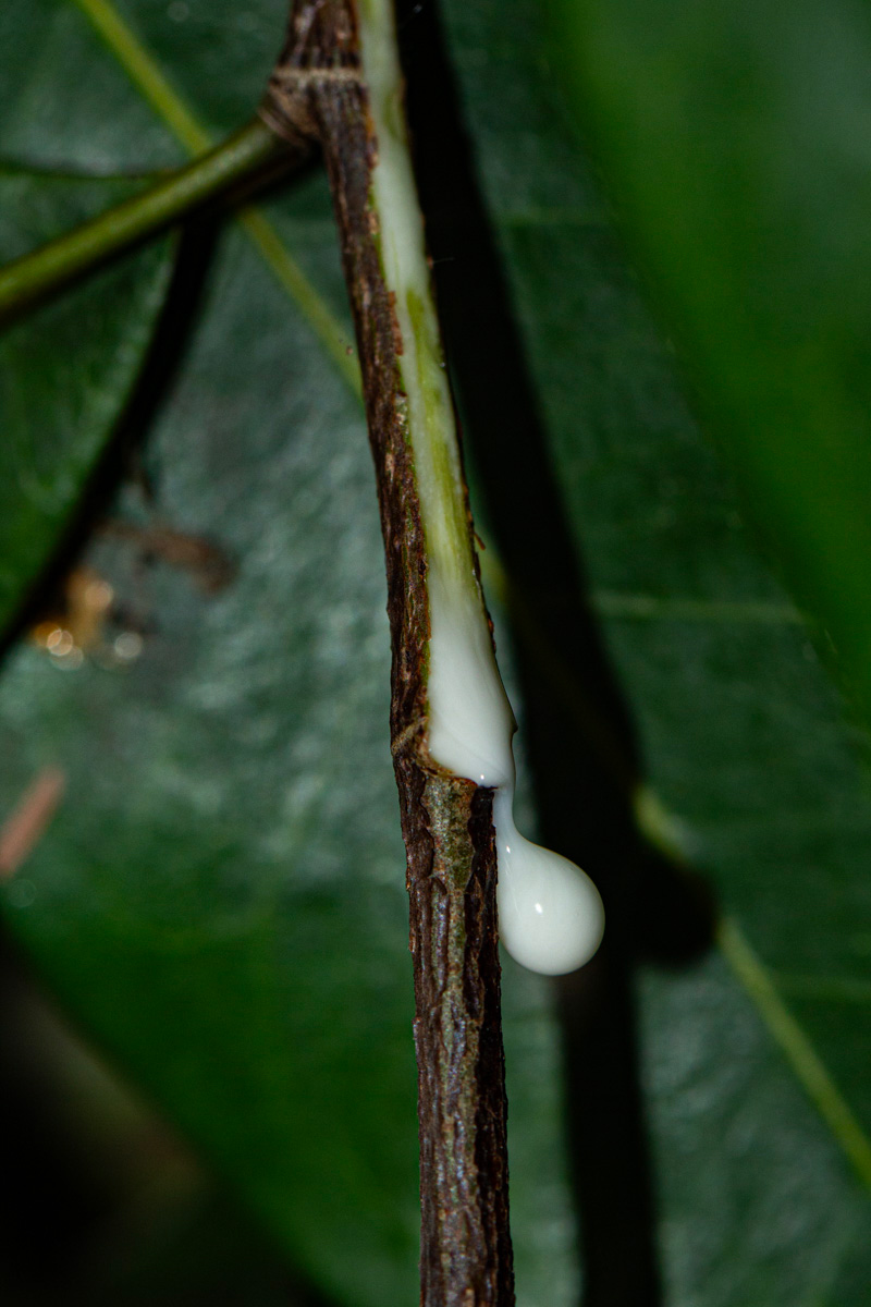 Trilepisium madagascariense Trilepisium madagascariense