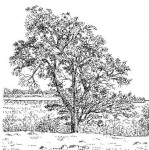 Ficus sur
