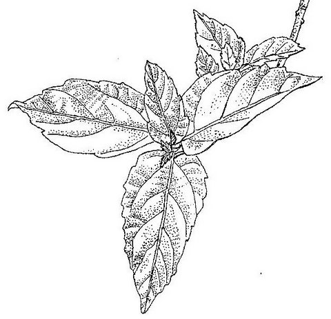Ficus sur