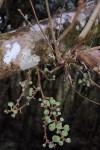 Ficus sur