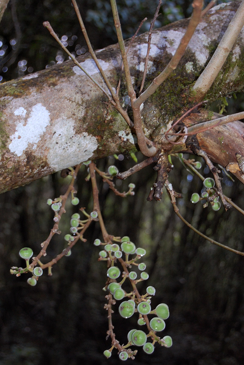 Ficus sur