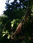 Scepocarpus trinervis
