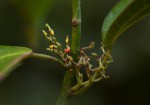 Scepocarpus trinervis