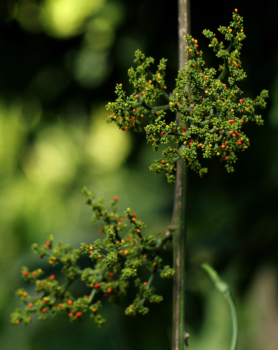 Scepocarpus trinervis Scepocarpus trinervis