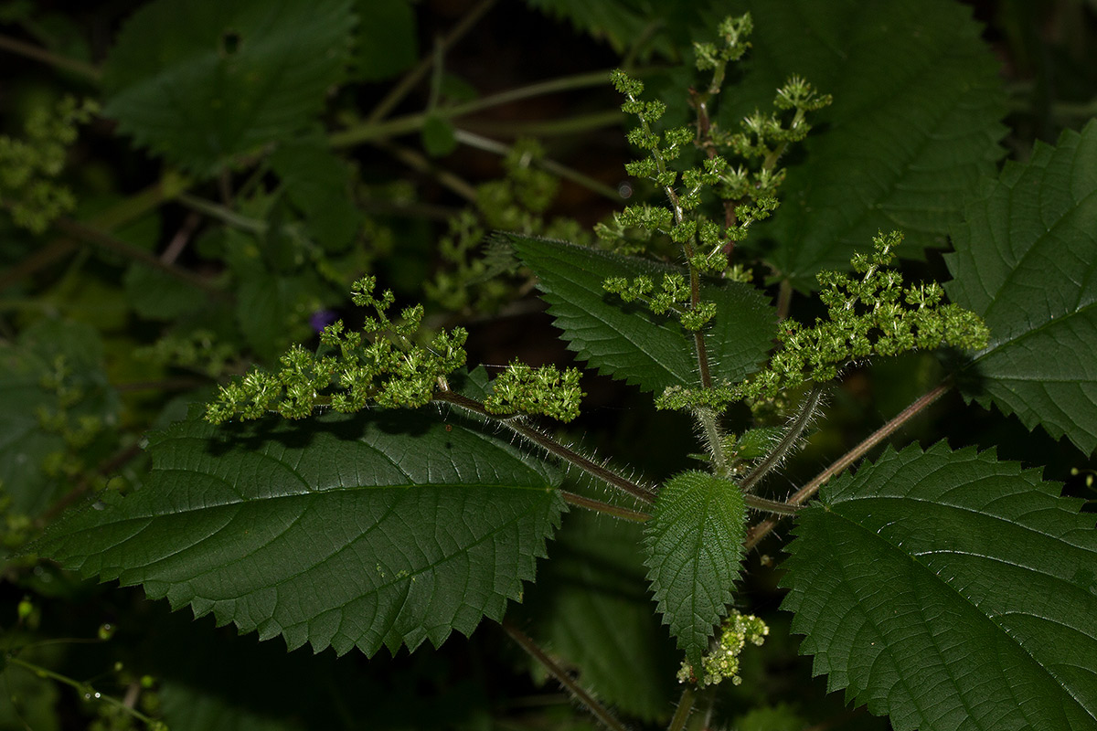 Laportea aestuans Laportea aestuans