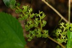 Laportea aestuans
