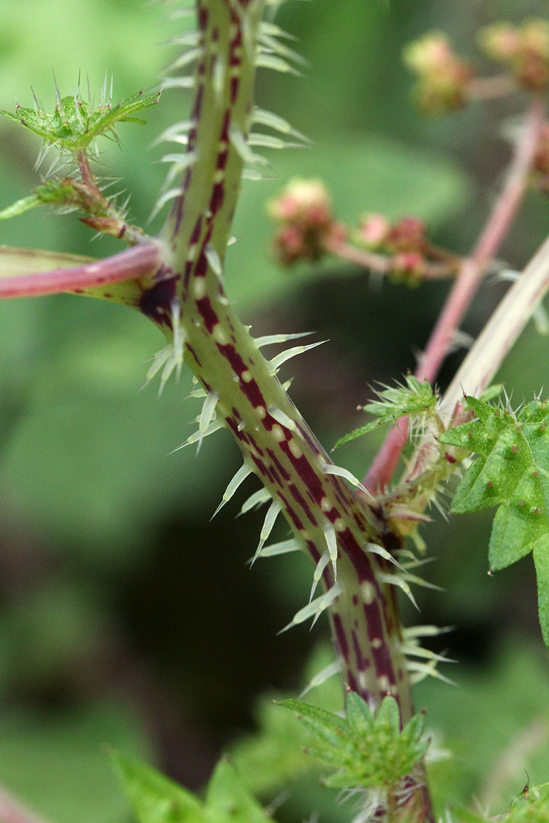 Laportea mooreana Laportea mooreana