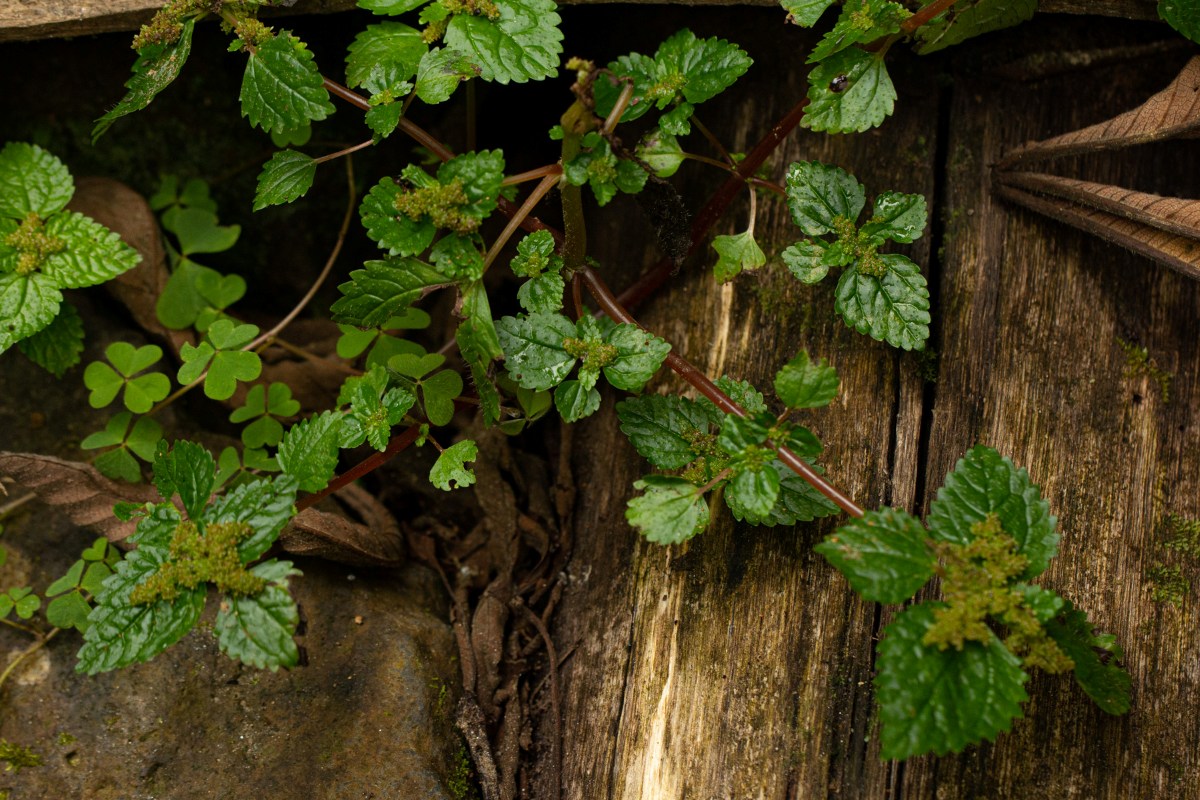 Pilea tetraphylla