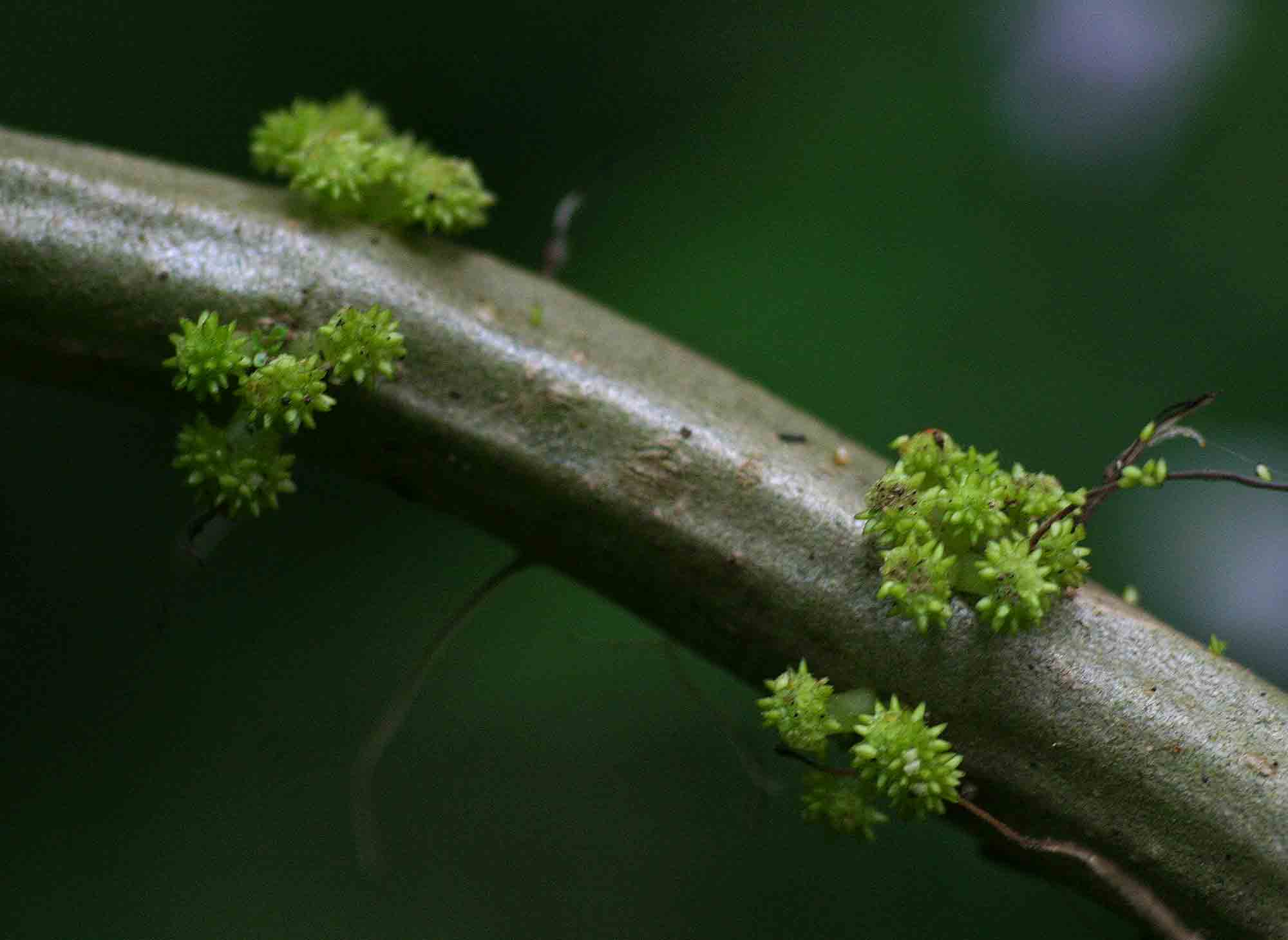 Procris crenata Procris crenata