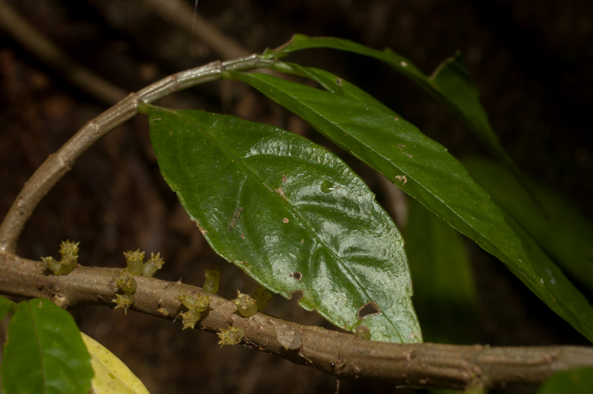 Procris crenata Procris crenata