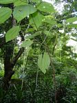 Boehmeria macrophylla