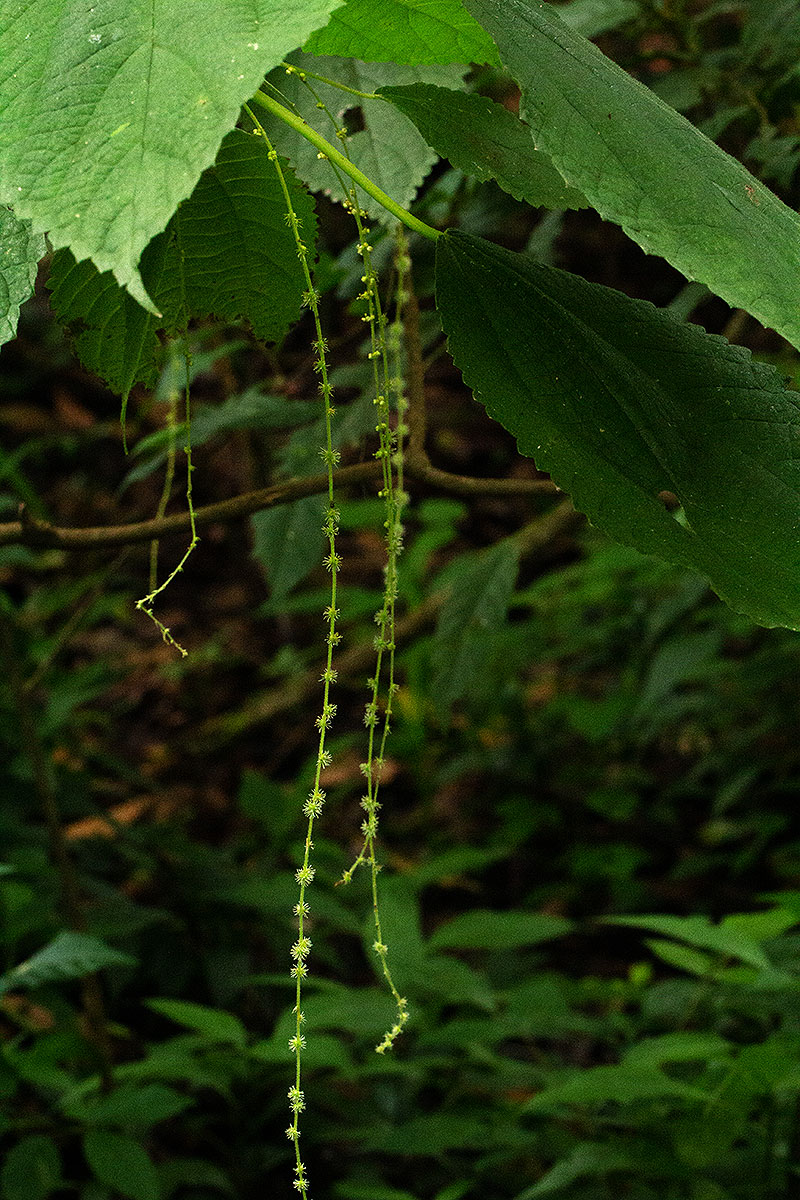 Boehmeria macrophylla Boehmeria macrophylla