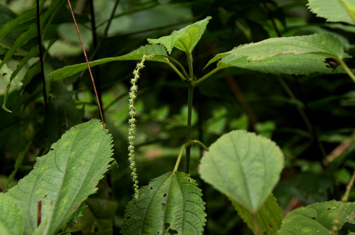 Boehmeria macrophylla Boehmeria macrophylla