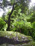 Boehmeria macrophylla