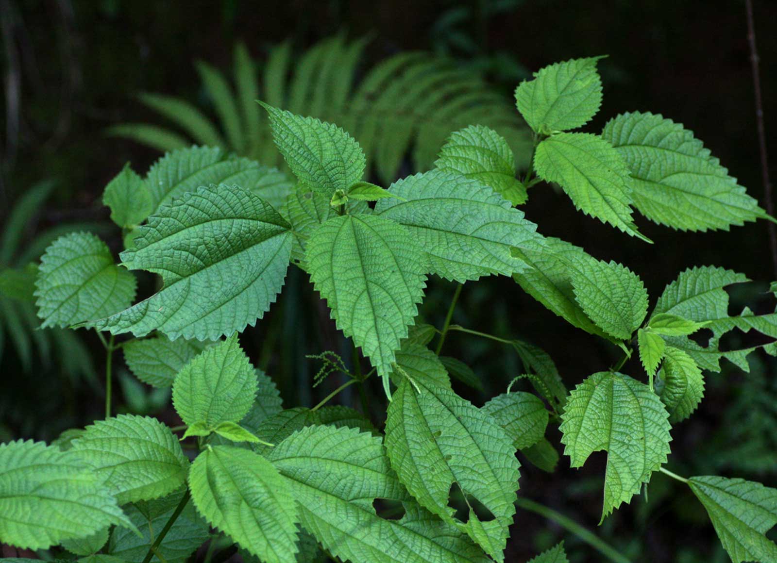 Boehmeria macrophylla Boehmeria macrophylla