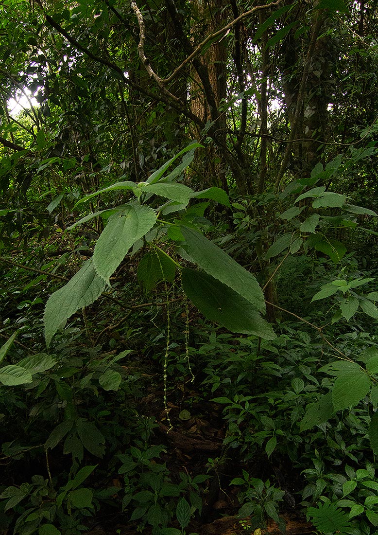 Boehmeria macrophylla Boehmeria macrophylla