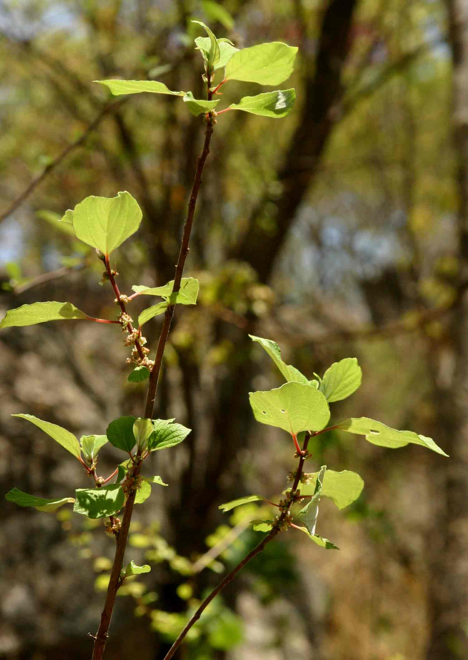 Pouzolzia mixta