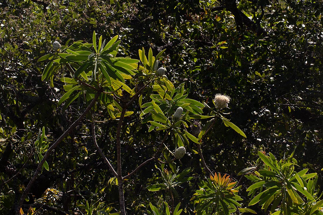 Protea gaguedi Protea gaguedi