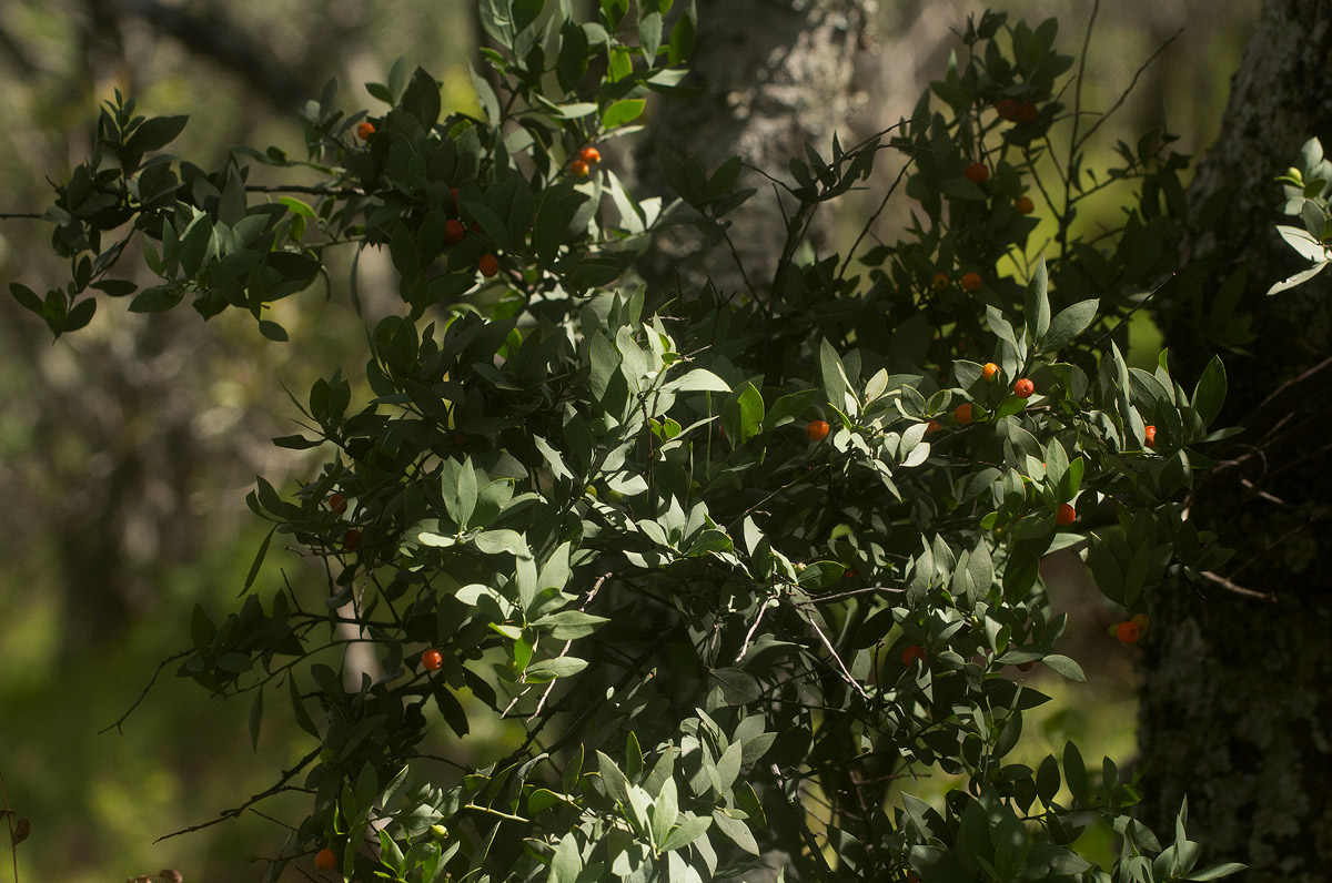 Osyris lanceolata Osyris lanceolata