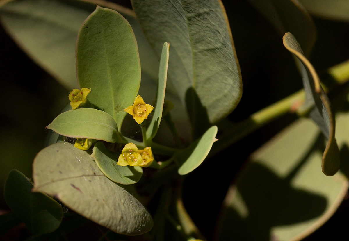 Osyris lanceolata Osyris lanceolata