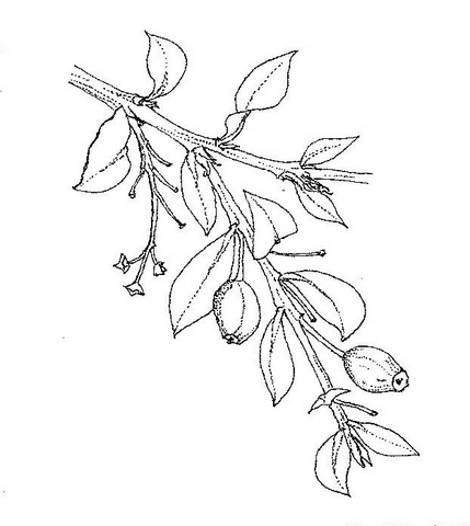 Osyris lanceolata Osyris lanceolata