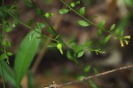 Osyridicarpos schimperianus