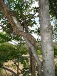 Opilia amentacea