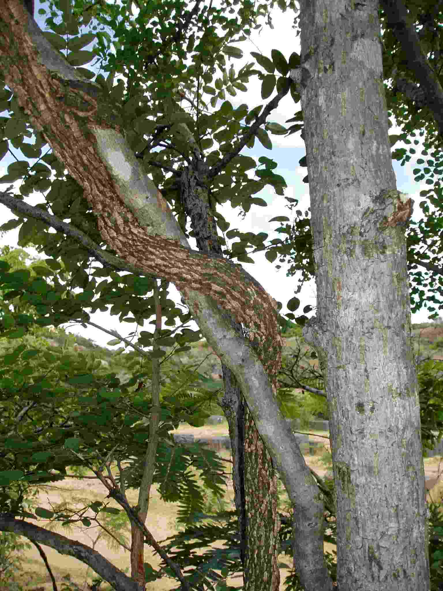 Opilia amentacea
