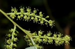 Opilia amentacea