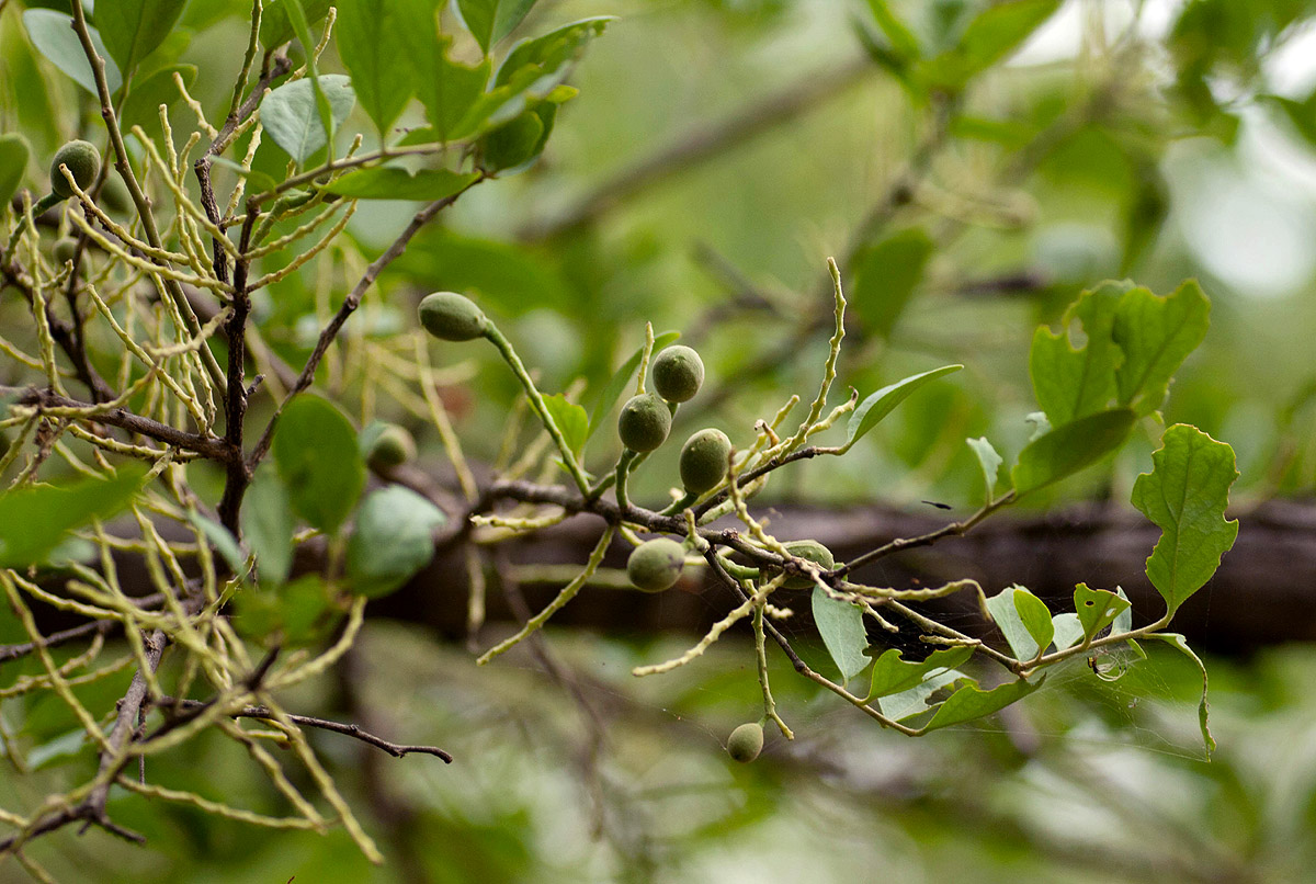 Opilia amentacea