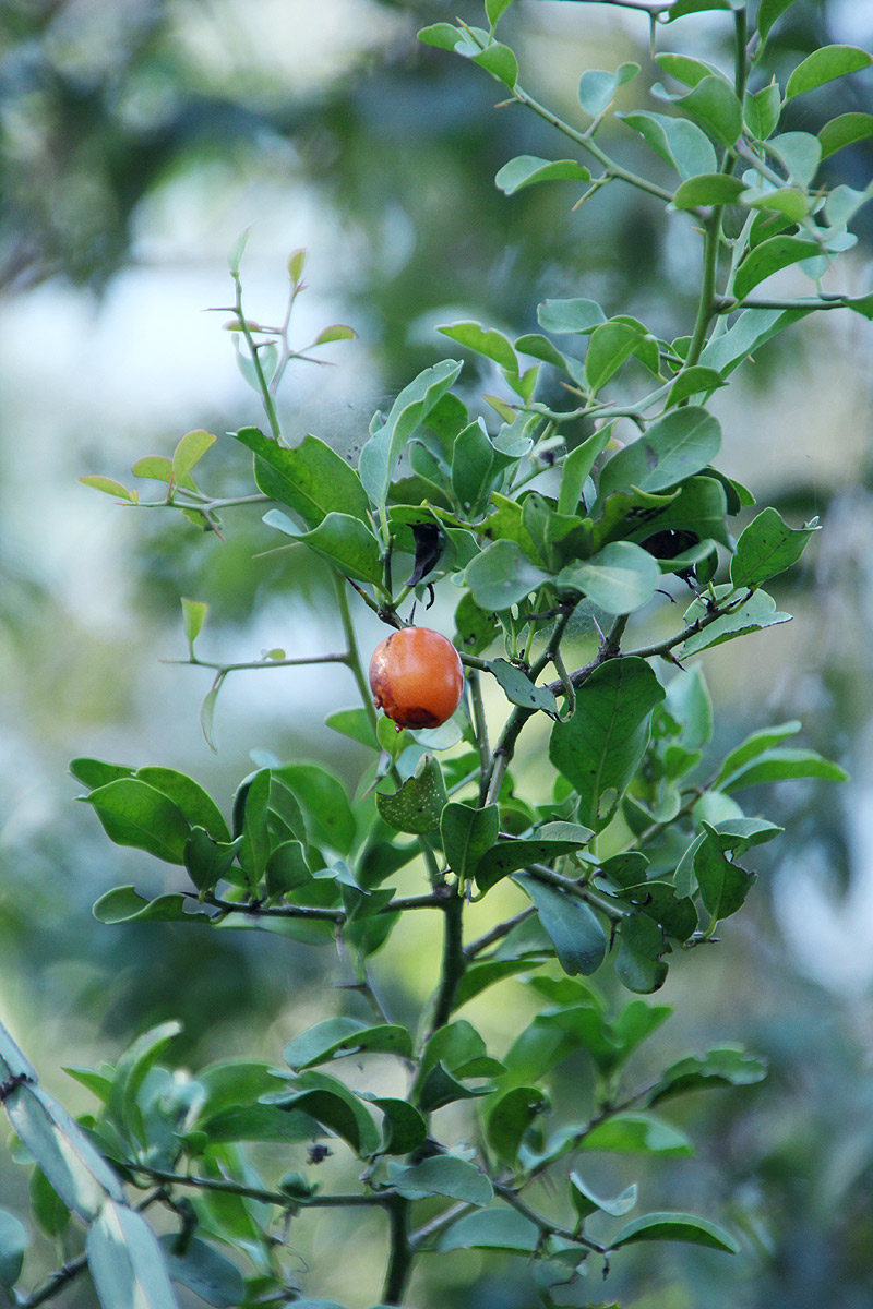 Ximenia americana var. microphylla