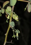 Ximenia americana var. microphylla