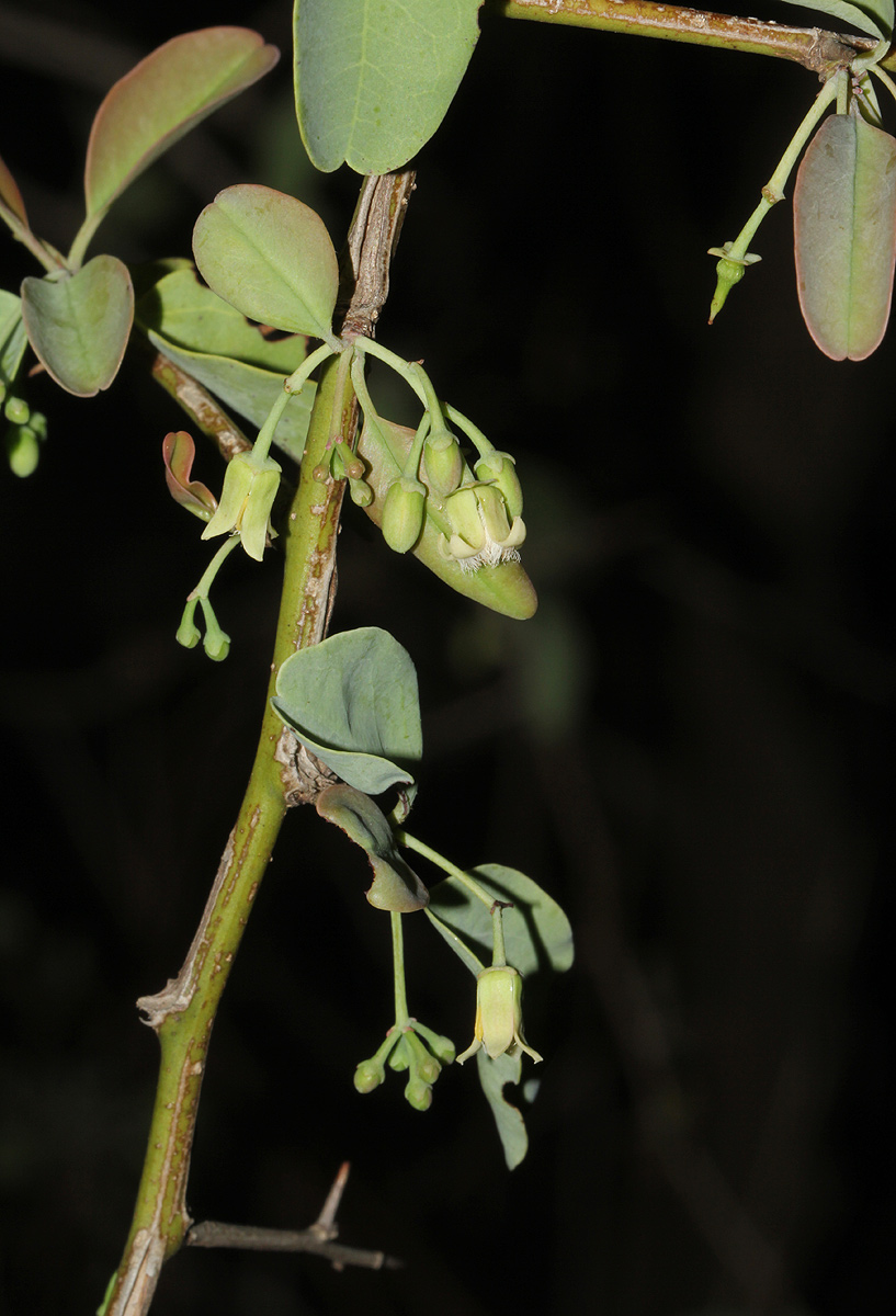 Ximenia americana var. microphylla Ximenia americana var. microphylla