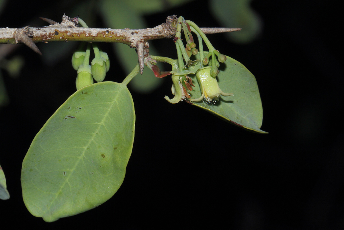 Ximenia americana var. microphylla Ximenia americana var. microphylla