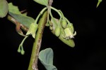 Ximenia americana var. microphylla
