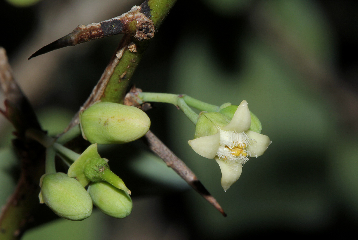 Ximenia americana var. microphylla Ximenia americana var. microphylla