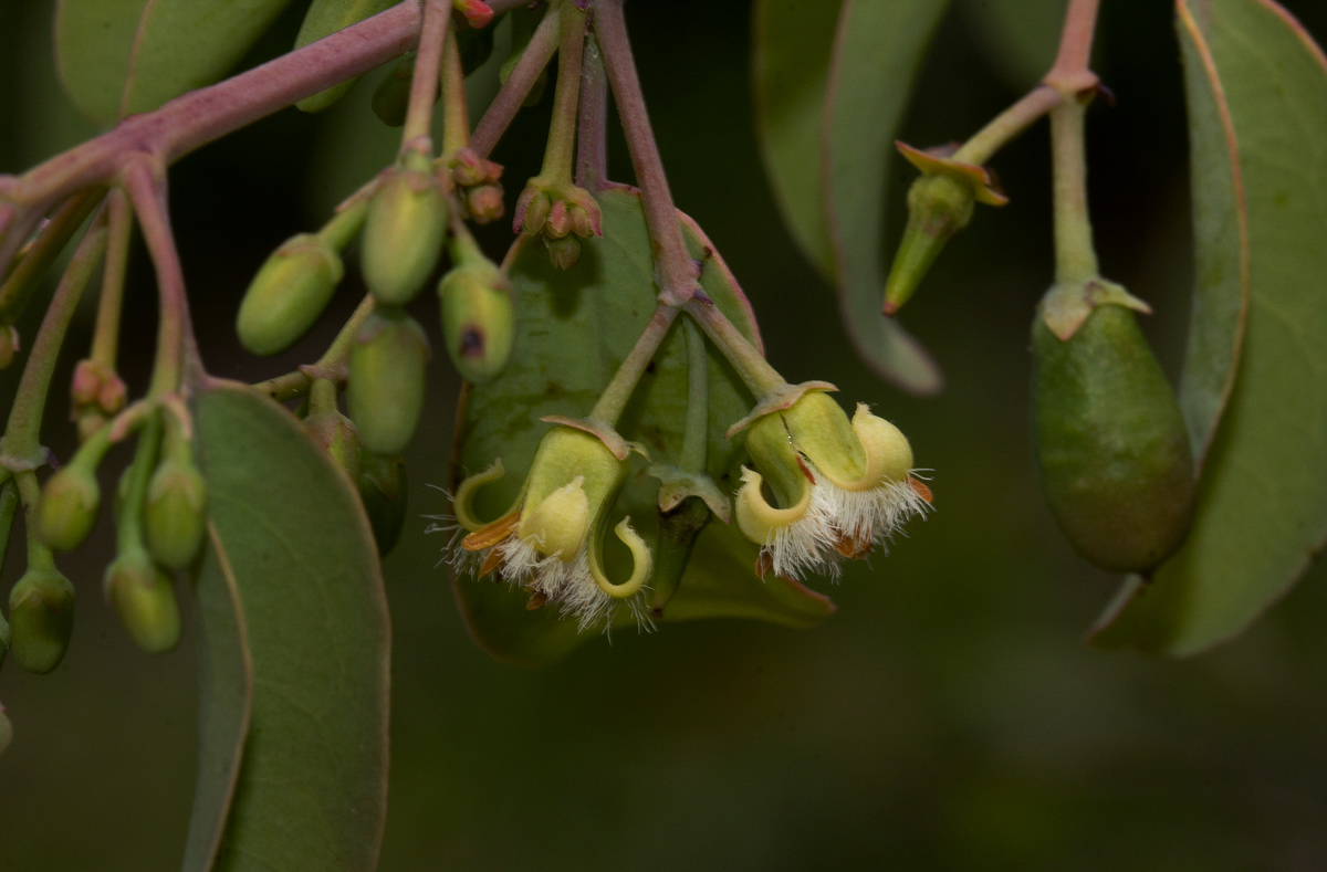 Ximenia americana var. microphylla Ximenia americana var. microphylla