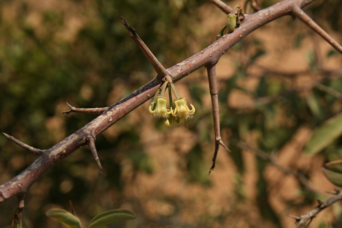 Ximenia americana var. microphylla Ximenia americana var. microphylla
