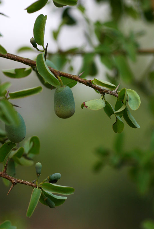 Ximenia americana var. microphylla