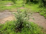 Ximenia americana var. microphylla