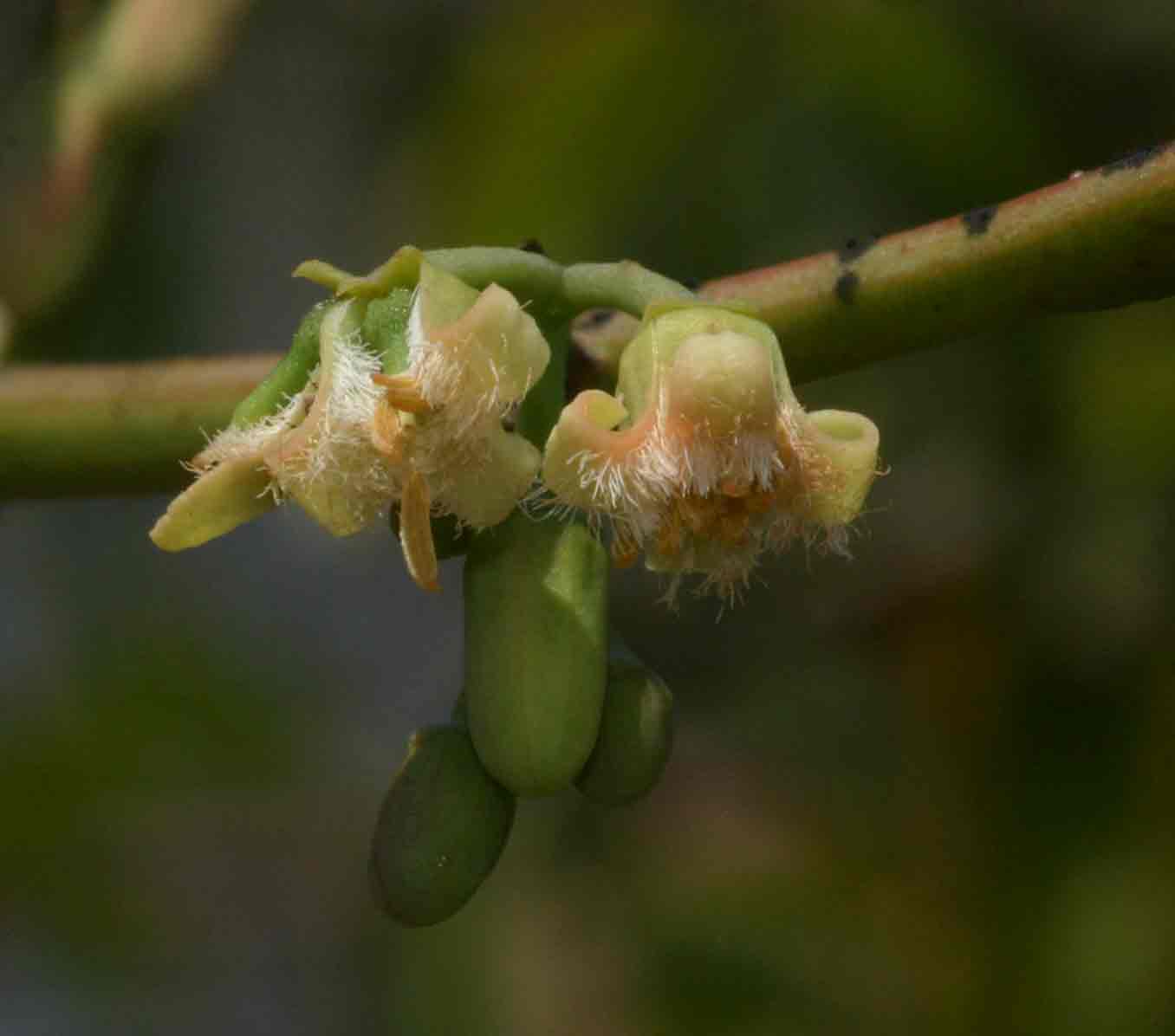 Ximenia americana var. microphylla Ximenia americana var. microphylla