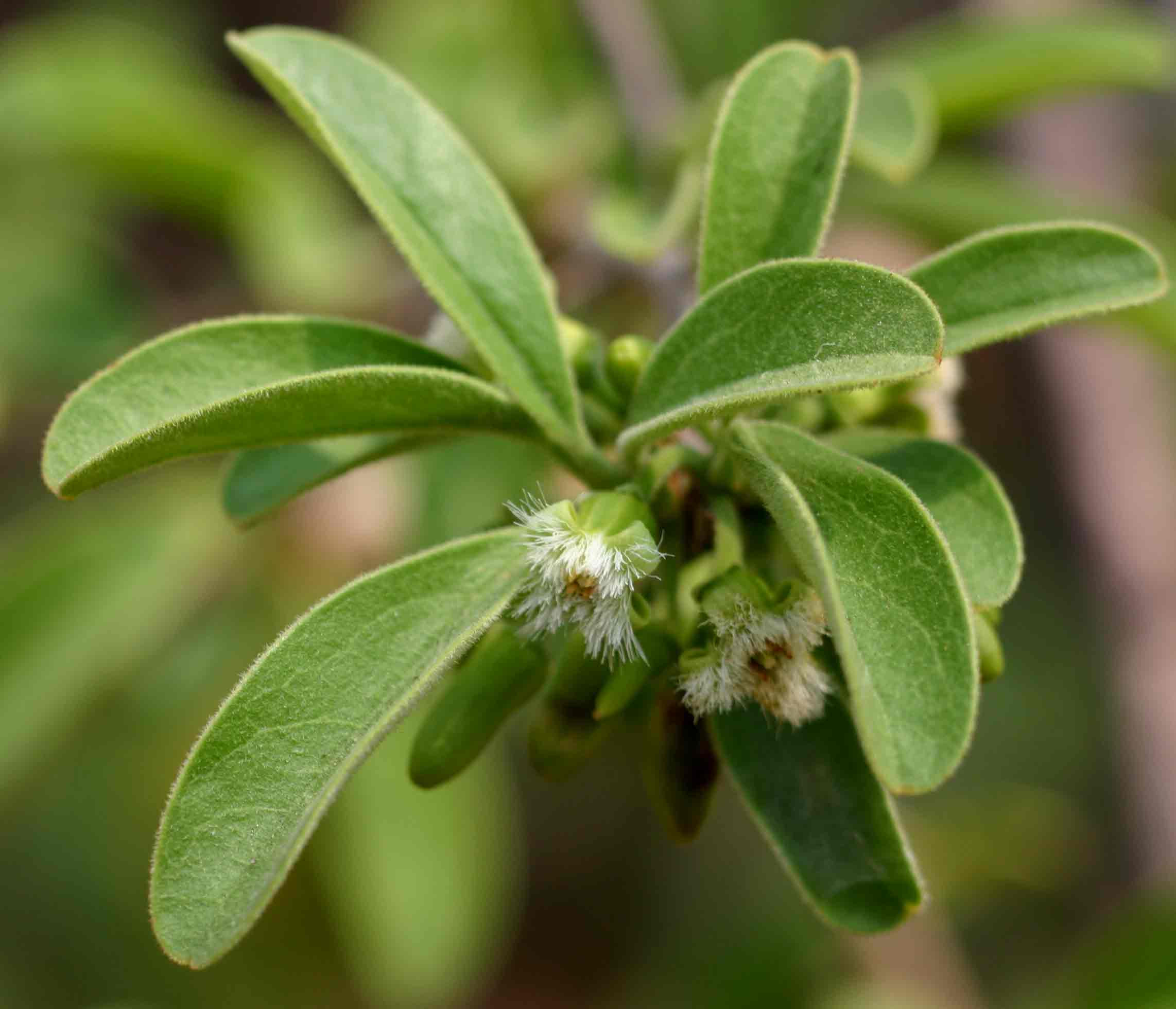 Ximenia afra var. afra Ximenia afra var. afra
