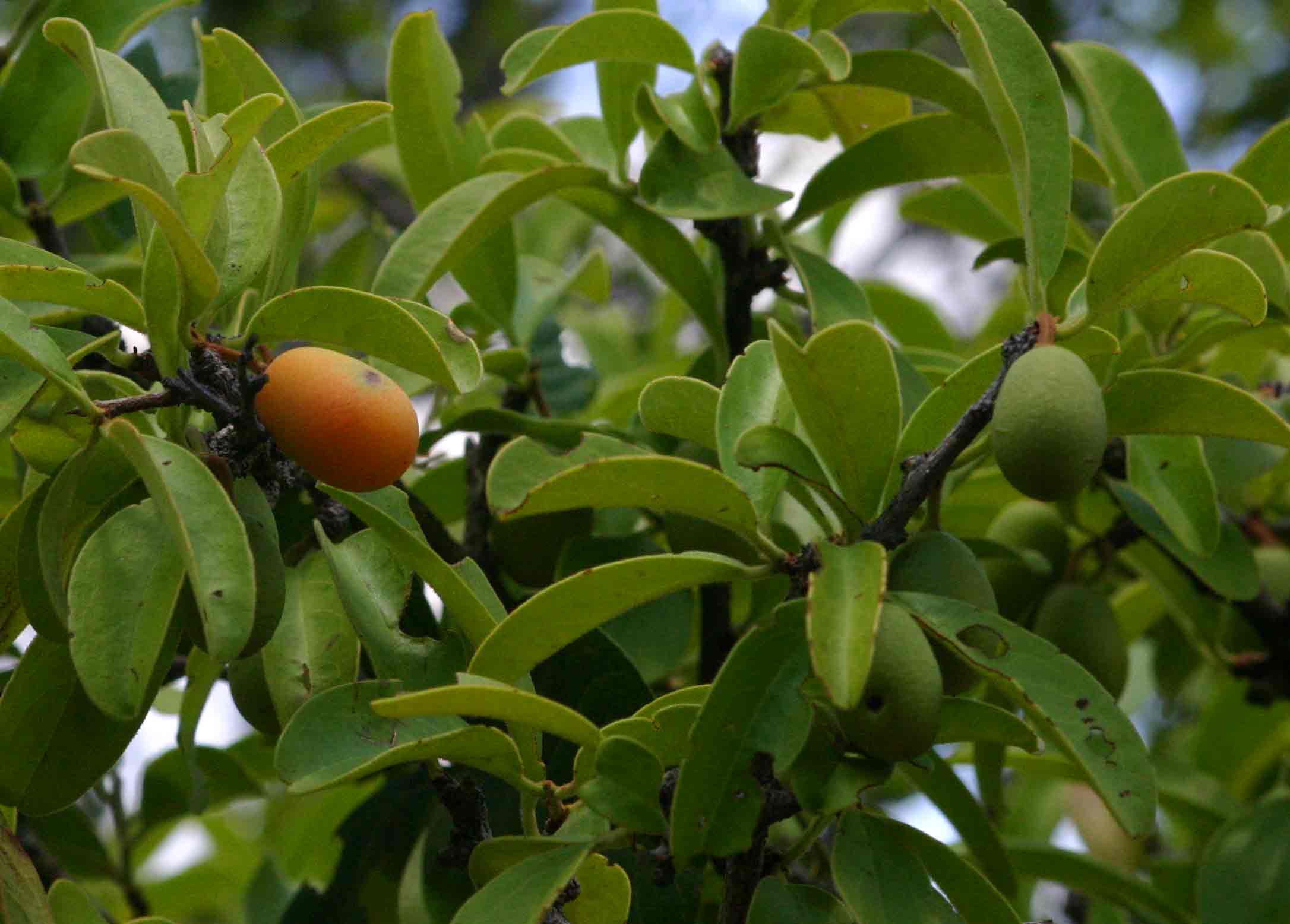Ximenia afra var. afra