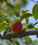 Ximenia afra var. afra